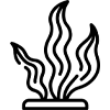Algae